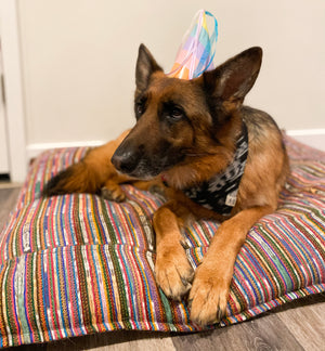 Birthday cake for your dog!