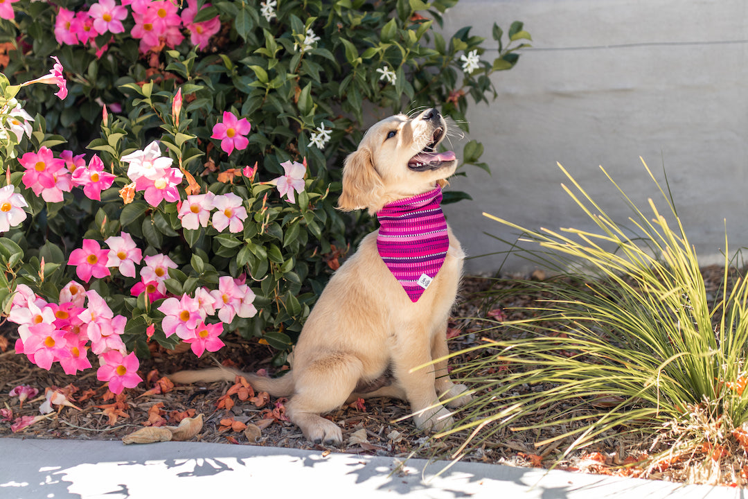 7 Dog Friendly Valentine’s Dates