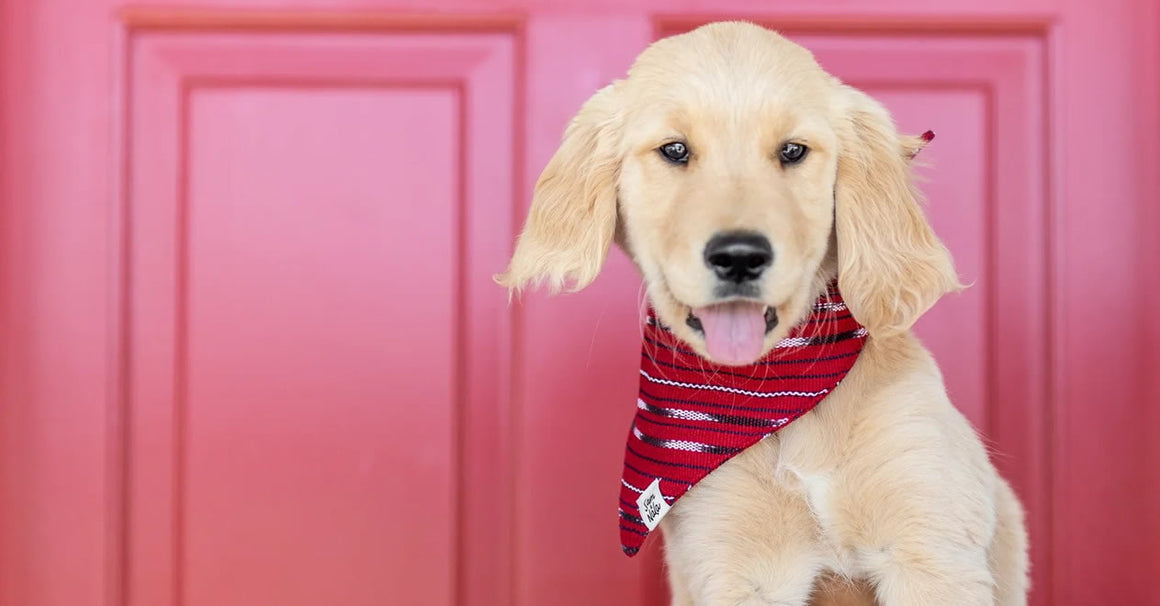 Dog Bandanas