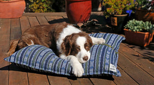Dog Beds