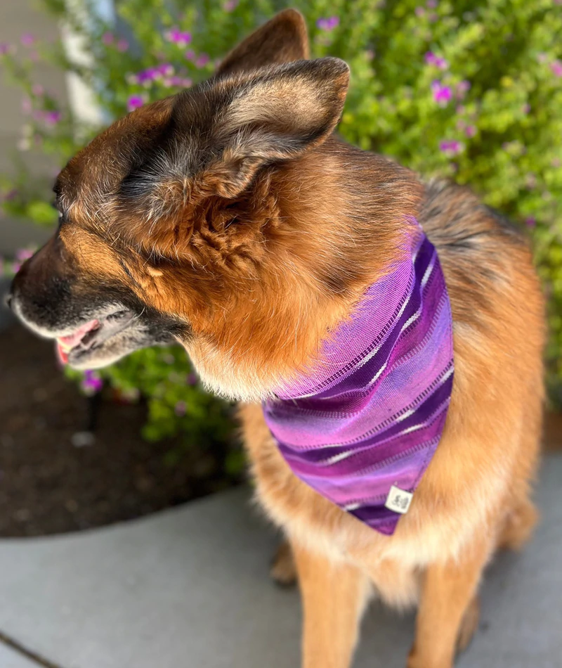 Purple Haze Dog Bandana